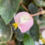 Begonia tomentosa Blüte