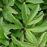 Paeonia mascula ഇല