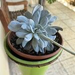 Echeveria laui Hoja