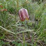 Fritillaria walujewii Цвят