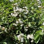 Cordia boissieri List