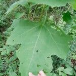 Smallanthus uvedalia Leaf