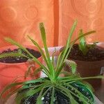 Drosera capensis Blad