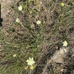 Scabiosa ochroleuca花