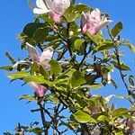 Magnolia × soulangeana Цветок