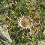 Carlina acanthifoliaЦвят