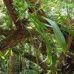 Aeridostachya robusta Habit