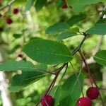 Ilex mucronata Leaf