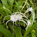 Hymenocallis littoralisBlomst