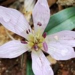 Colchicum cupanii Квітка