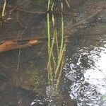 Vallisneria spiralis Folio