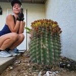 Ferocactus wislizeni Folha