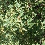 Handroanthus ochraceus Leaf