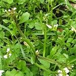 Cardamine flexuosa 整株植物