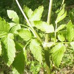 Lecokia cretica Leaf