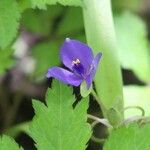 Tradescantia pinetorum Flower