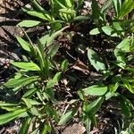 Symphyotrichum foliaceum Hoja