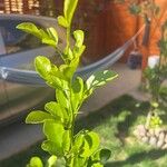 Citrus trifoliata পাতা