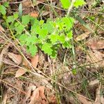 Xanthosia pilosa Blad