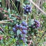 Vaccinium floribundum Fruit