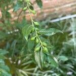 Sarcococca orientalis Frukto