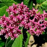 Asclepias incarnata 花