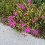 Silene armeria Costuma