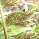 Asplenium stuhlmannii Leaf