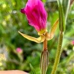 Oenothera rosea Цвят