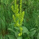 Veratrum lobelianum Blüte