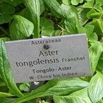 Aster tongolensis Liść