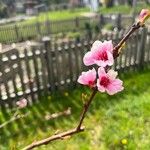 Prunus persica Floare