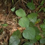 Diploclisia glaucescens Leaf