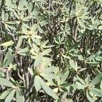 Euphorbia balsamifera Leaf