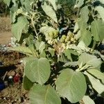 Solanum madrense Fruto
