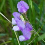 Lathyrus filiformis Outro