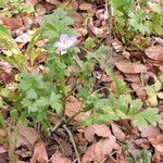 Nemophila phacelioides Habitat