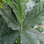 Chamaedorea metallica Leaf