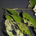 Quararibea bracteolosa Otro