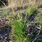 Calamagrostis epigejosFolha