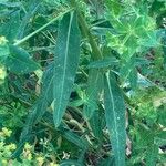 Euphorbia platyphyllos Leaf