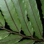 Blechnum chauliodontum Hostoa