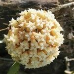 Hoya nicholsoniae Blüte