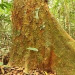Afzelia bipindensis Casca