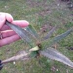 Aloe maculata Hábito