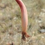 Allium ericetorum Фрукт