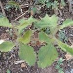 Acanthospermum hispidum Leaf