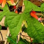 Ipomoea lobata Leaf