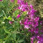 Cleome houtteana عادت