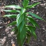 Ixanthus viscosus Hoja